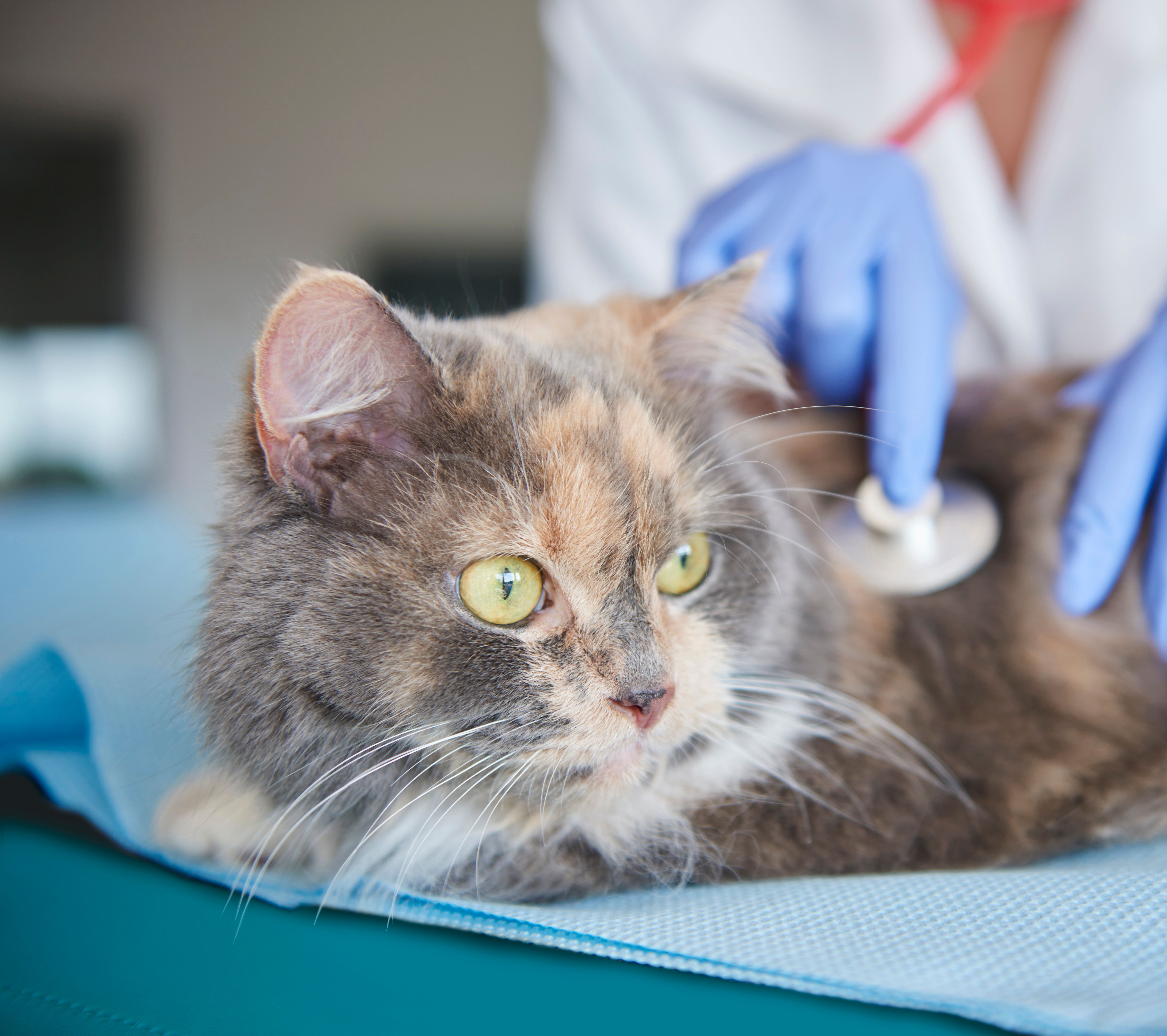 Marcella Dinelli Veterinária Integrativa São Paulo