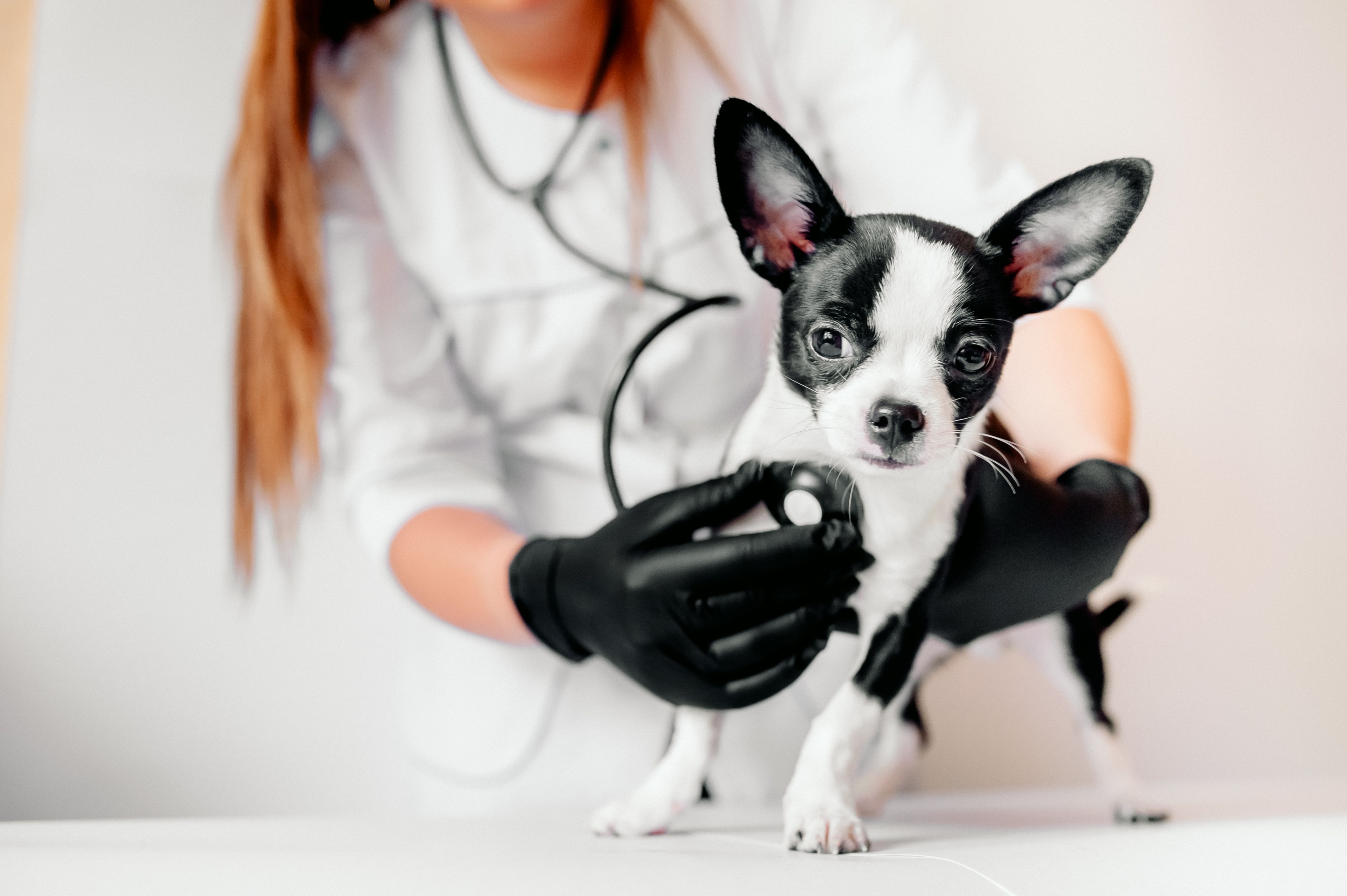 Marcella Dinelli Veterinária Integrativa São Paulo